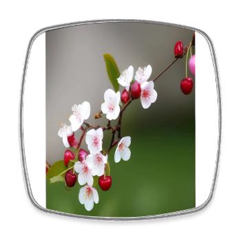 Cherries - Square fridge magnet - white - Front
