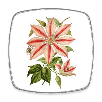 Clematis Illustration, Vintage-botanisch - Viereckiger Kühlschrankmagnet - Weiß - Vorne