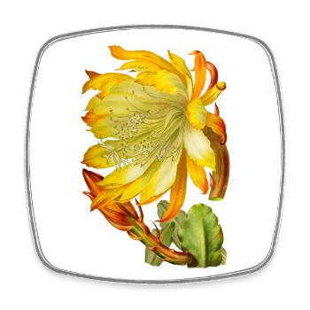 Vintage-Kaktusblüte, viktorianische Illustration - Viereckiger Kühlschrankmagnet - Weiß - Vorne
