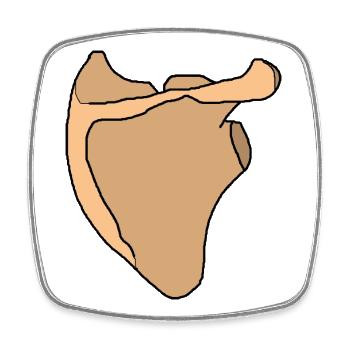 Shoulder blade scapula anatomy skeleton bone - Square fridge magnet - white - Front
