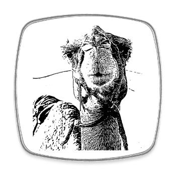 Camel - Square fridge magnet - white - Front