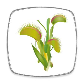 Le piège à mouches de Vénus une plante d’intérieur fascinante - Magnet carré - blanc - Devant