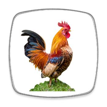 coq mâle fier. Recadré,Icône Chef - Magnet carré - blanc - Devant