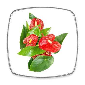 Red Anthurium Floral Edition - Square fridge magnet - white - Front