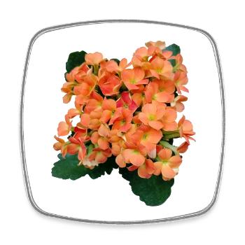 FLEURS PRINTANIÈRES (orange) - Magnet carré - blanc - Devant