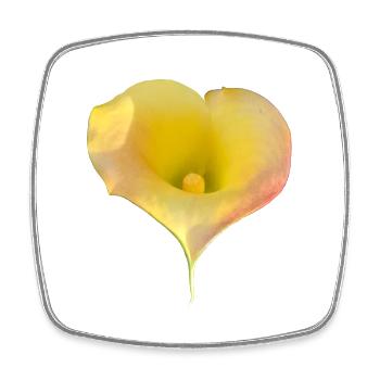 LYS CALLA JAUNE - Magnet carré - blanc - Devant