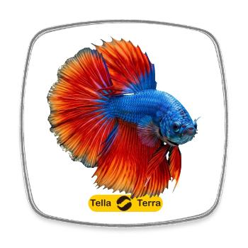 Betta bleu et queue flamboyante - Magnet carré - blanc - Devant