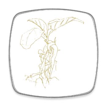 Illustrated Designs Green Splendor with Mandrake - Square fridge magnet - white - Front