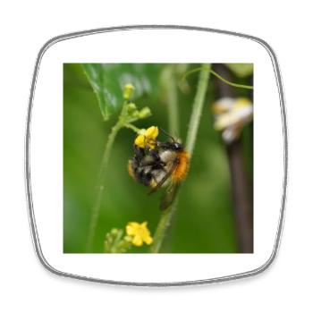 Hummel auf gelber Blüte - Viereckiger Kühlschrankmagnet - Weiß - Vorne