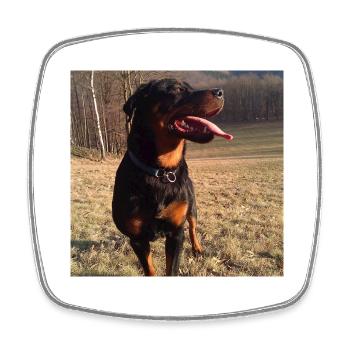Rottweiler - Viereckiger Kühlschrankmagnet - Weiß - Vorne