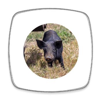 Mein kleines Schwein - Viereckiger Kühlschrankmagnet - Weiß - Vorne