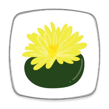 Lithops-Blüte1 - Viereckiger Kühlschrankmagnet - Weiß - Vorne