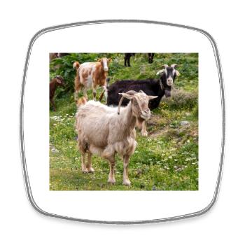 Chèvre de montagne dans le parc national Parc de l’île de Kos - Magnet carré - blanc - Devant