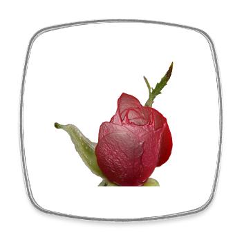 Rote Rose - Viereckiger Kühlschrankmagnet - Weiß - Vorne