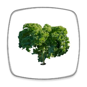 kale gruenkohl kohl veggie gemuese vegetables2 - Square fridge magnet - white - Front