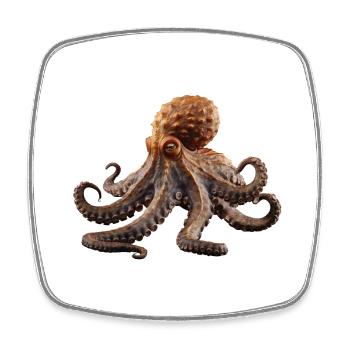Octopuses can change color and texture - Square fridge magnet - white - Front