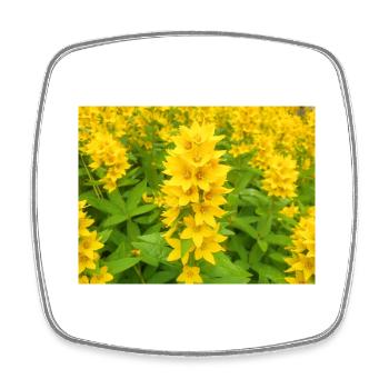 dotted loosestrife also garden loosestrife - Square fridge magnet - white - Front