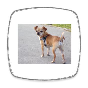chihuahua, chien, - Magnet carré - blanc - Devant