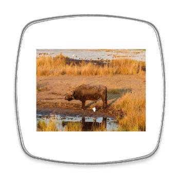 African herd of Cape buffalo Namibia Africa - Square fridge magnet - white - Front