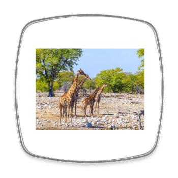 giraffe and Landscape in a Etosha National Park - Square fridge magnet - white - Front