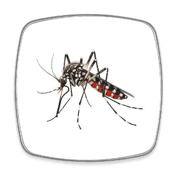 moustique tigre - Magnet carré - blanc - Devant