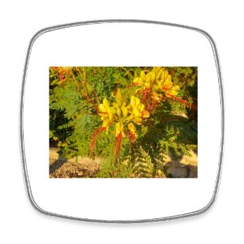 bird of paradise (in german Paradiesvogelbaum) - Square fridge magnet - white - Front