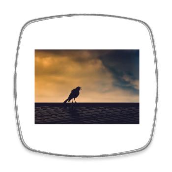 Singing Crow - Square fridge magnet - white - Front