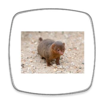 dwarf mongoose (in german Zwergmangusten) Helogale - Square fridge magnet - white - Front