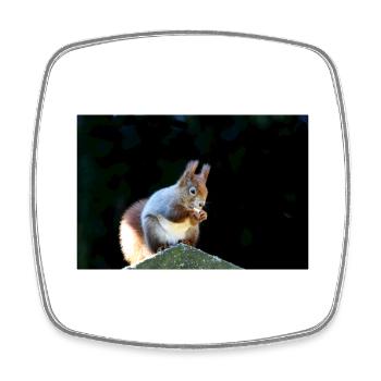 Eichhörnchen, Isibat - Viereckiger Kühlschrankmagnet - Weiß - Vorne