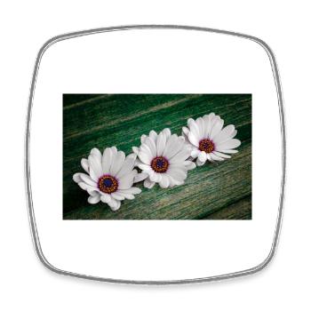 African Gooseflower - Square fridge magnet - white - Front