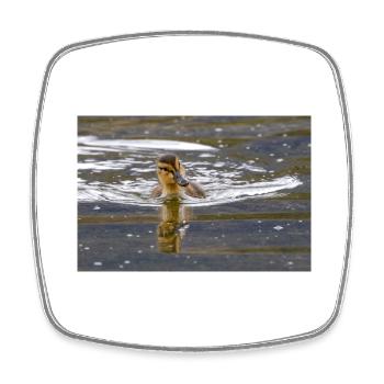 Duckling - Square fridge magnet - white - Front