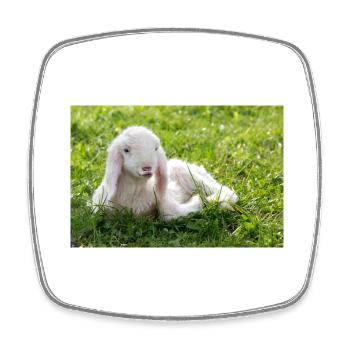 Lamb with a kiss - Square fridge magnet - white - Front