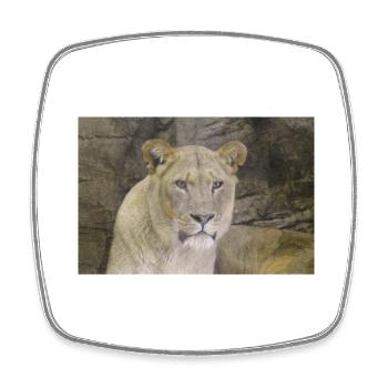 lioness CSC 0862 - Square fridge magnet - white - Front