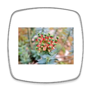 blooming colorful Wolfsmilch (Euphorbia) flower - Square fridge magnet - white - Front
