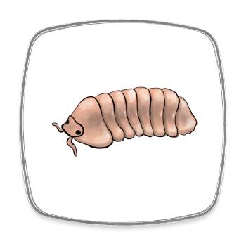 Cubaris Murina Papaya Isopods - Viereckiger Kühlschrankmagnet - Weiß - Vorne