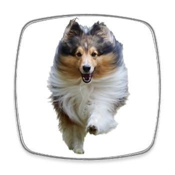 Cheerful running Sheltie, happy cute dog - Square fridge magnet - white - Front