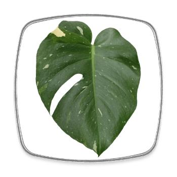 Feuille de Monstera - Magnet carré - blanc - Devant