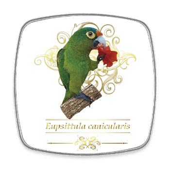 The orange-fronted parakeet - Square fridge magnet - white - Front