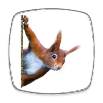 Eichhörnchen - Viereckiger Kühlschrankmagnet - Weiß - Vorne