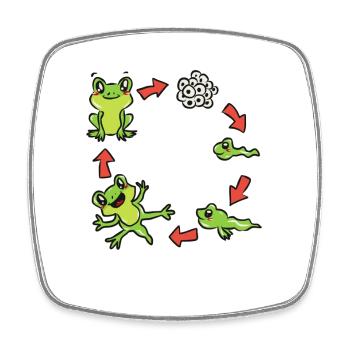Science biologie grenouille - Magnet carré - blanc - Devant
