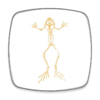 Frosch Skelett - Viereckiger Kühlschrankmagnet - Weiß - Vorne