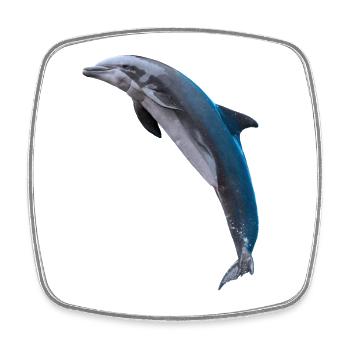 Dolphin jumping, Natural, left - Square fridge magnet - white - Front
