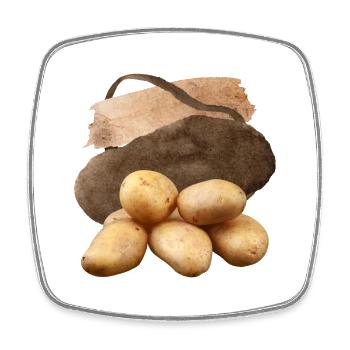 Pomme de terre, Potato Design, Pommes de terre végétaliennes - Magnet carré - blanc - Devant