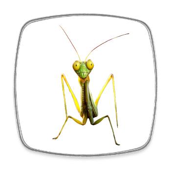 Gottesanbeterin Praying Mantis Liebe Fangschrecken - Viereckiger Kühlschrankmagnet - Weiß - Vorne