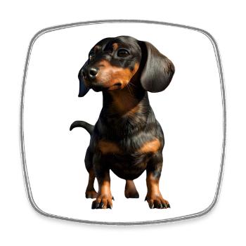 Teckel, Teckel, Teckel miniature, Dachshund Club, Teckel - Magnet carré - blanc - Devant
