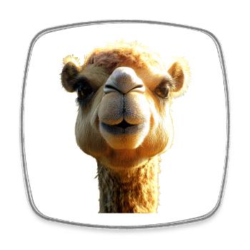 Kamel Dromedar Trampeltier Camel Geschenk Kamele - Viereckiger Kühlschrankmagnet - Weiß - Vorne