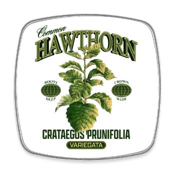 Common Hawthorn Botanical Art - Square fridge magnet - white - Front