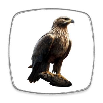 Adler Weißkopfseeadler Steinadler Seeadler Eagle - Viereckiger Kühlschrankmagnet - Weiß - Vorne