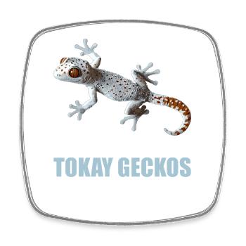 Tokay-Geckos Tokay-Gecko - Viereckiger Kühlschrankmagnet - Weiß - Vorne