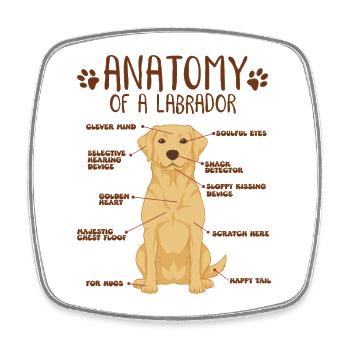 Infographie sur l’anatomie du Labrador jaune - Magnet carré - blanc - Devant